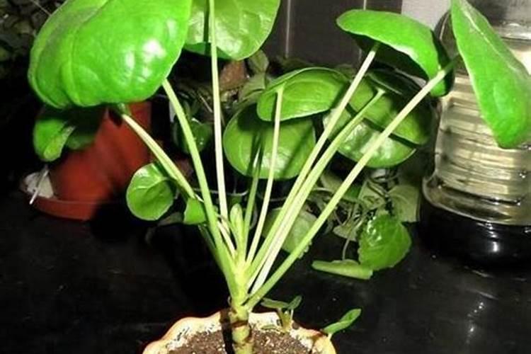 含腐植酸水溶肥料配方