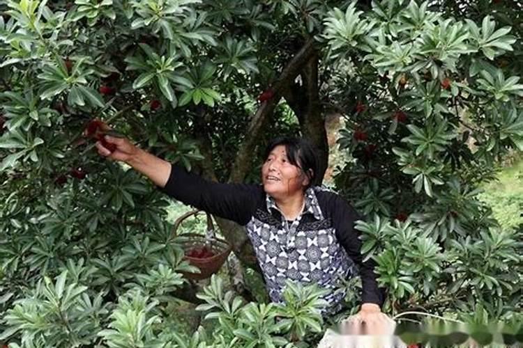 中国的氮肥 磷肥 钾肥 主要生产原料分别是什么？