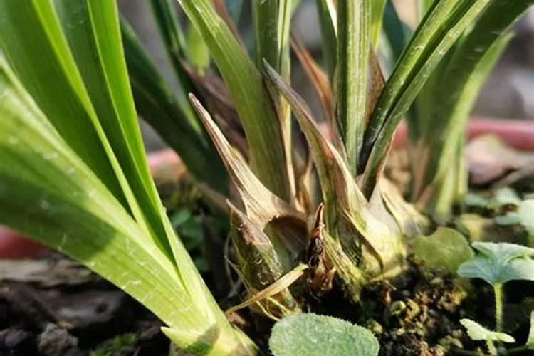 兰花不开花用什么肥料