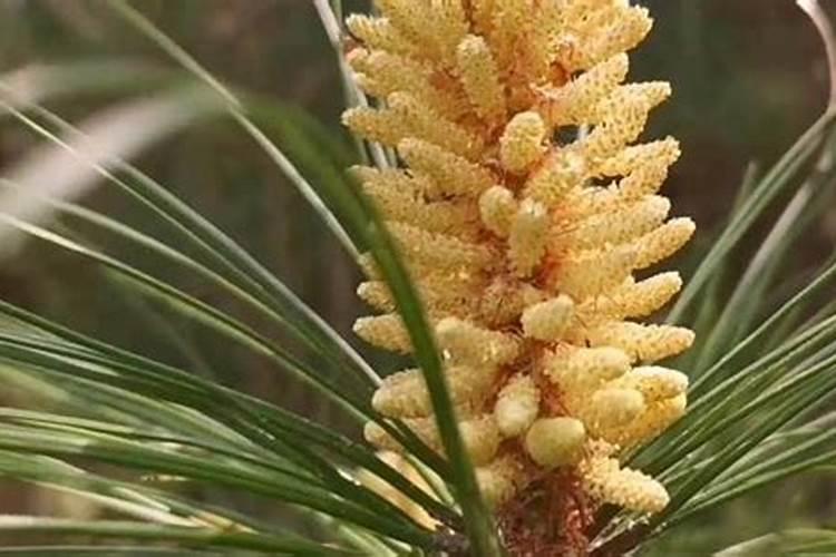 怎样把绿叶植物养得又绿又旺  如何使植物叶子更绿