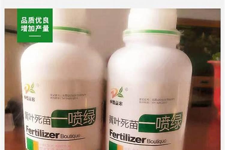 适合室内养的花有哪些？