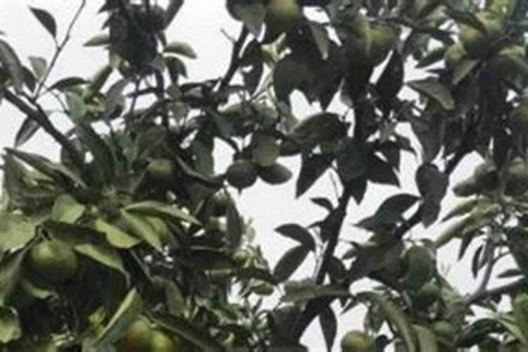 橘子怎么养才能开花结果 养橘子方法