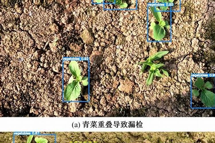 黄瓜幼苗流胶病是怎样得的？