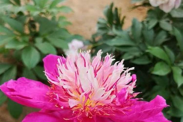 芍药施肥时间和方法,芍药喜欢什么肥料