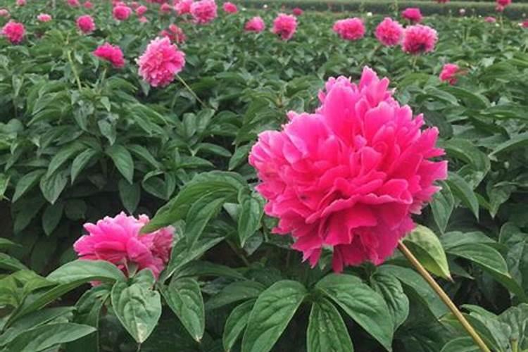 芍药要怎样追肥？