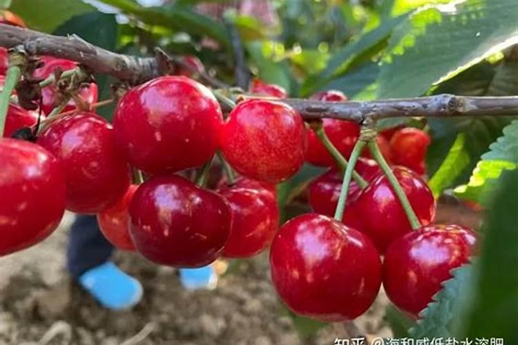 芹菜施什么肥料