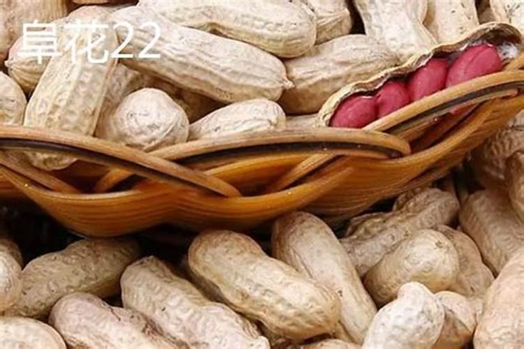 花生喷施硼肥最佳时间 使用注意事项有哪些