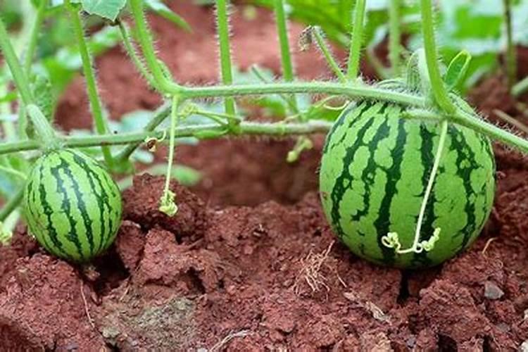 植物缺磷的症状