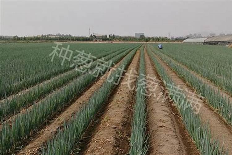 大量元水溶肥和中量元素、微量元素水溶肥的区别？