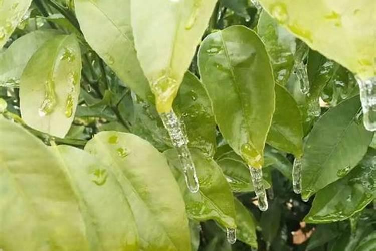 菊花缺钙症防治方法