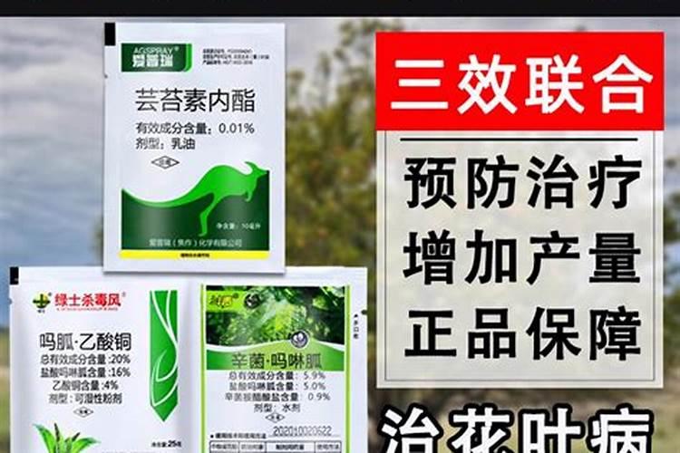 番茄高产栽培技术 番茄水肥怎么管理