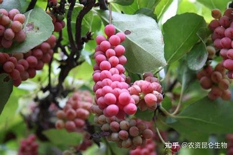 五味子除草剂药害,原因是什么？