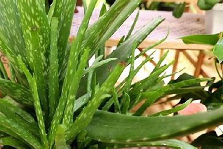 芦荟如何用施肥