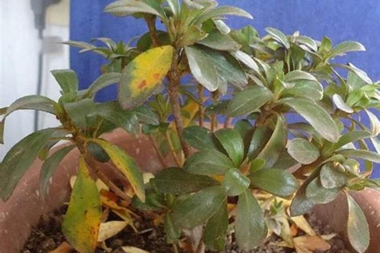杜鹃花得了小叶病怎么办？