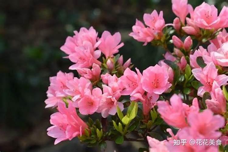 我们家的杜鹃花得了小叶病该怎么解决呢？