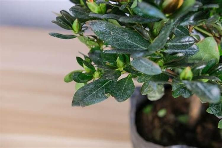 杜鹃花什么病？