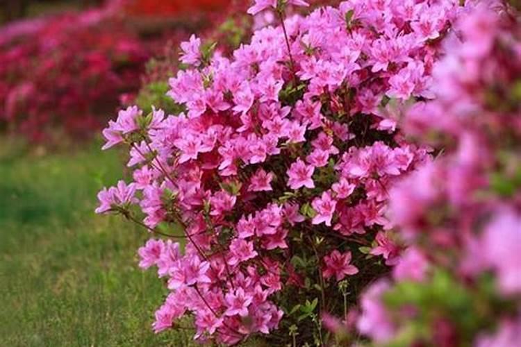 杜鹃花得了小叶病有什么办法可以解决？