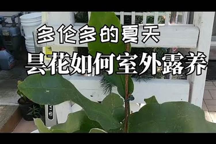 盆栽兰花如何是用磷酸二氢钾