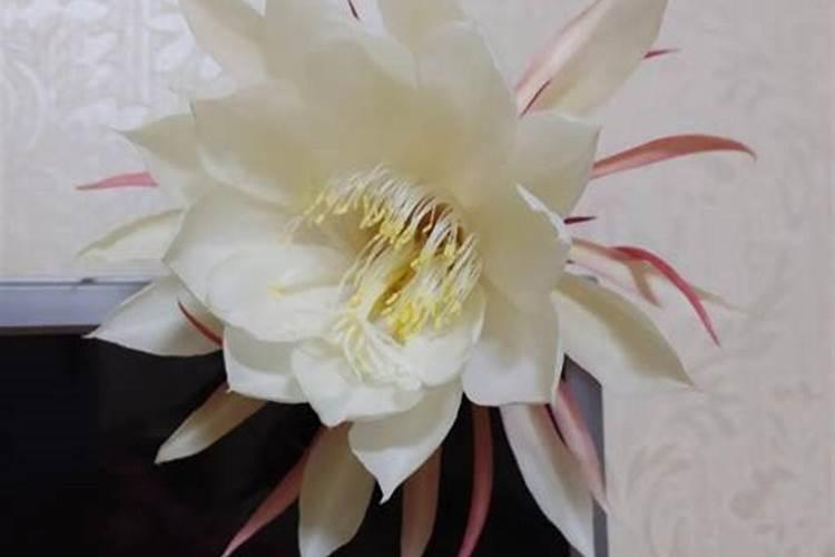 昙花施什么肥最好