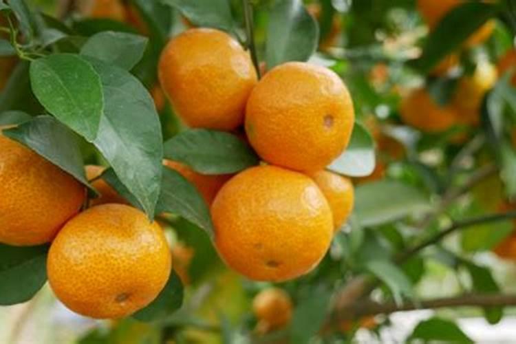 种柑橘用什么肥料最好