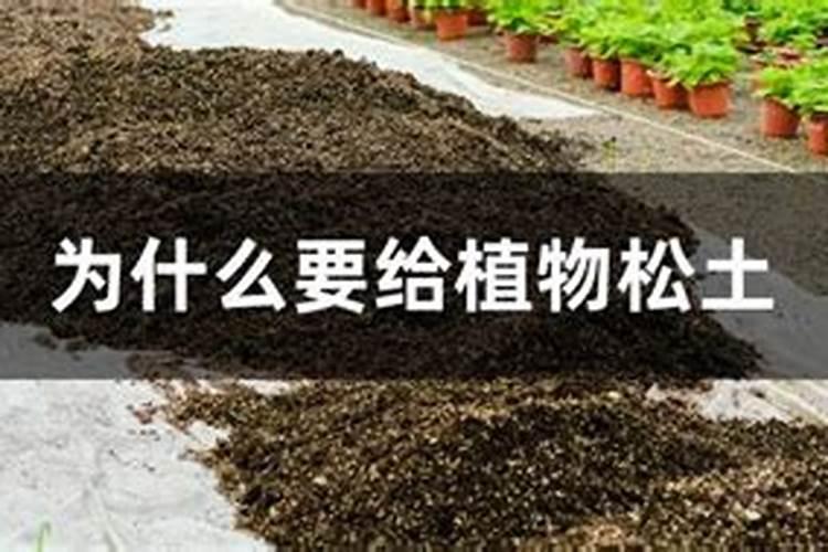 大蒜想要丰产丰收,返青后都该怎样去浇水？