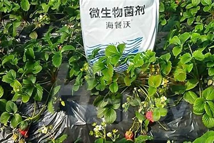国内氨基酸水溶肥生产厂家有哪些？
