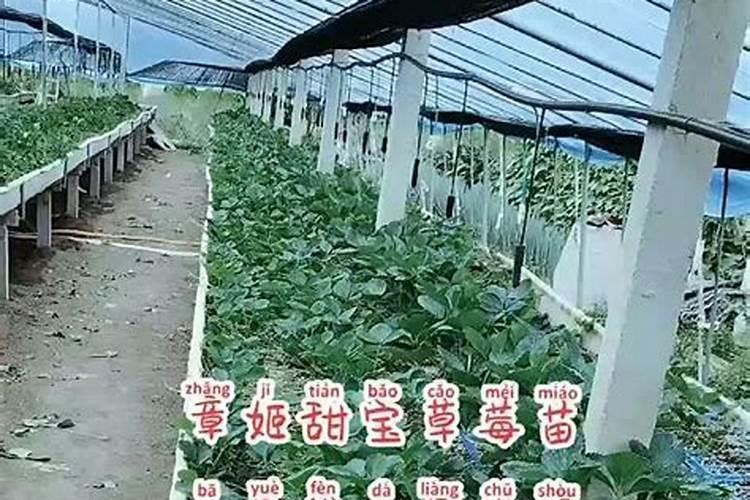 越秀草莓品种介绍