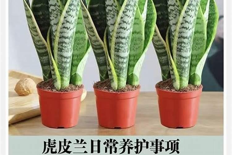 虎皮兰怎么施肥