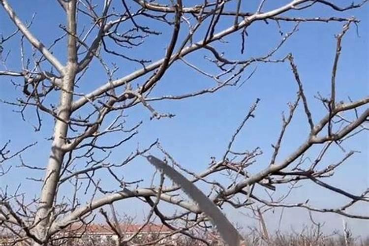 桃树什么时候用水溶肥最好