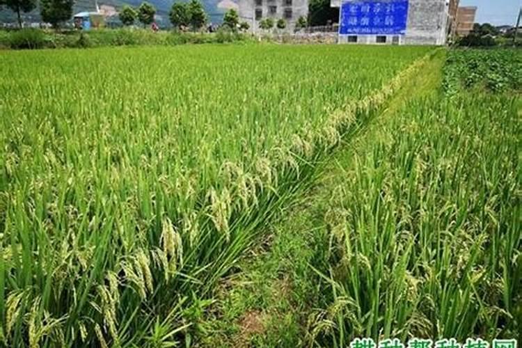 锌肥过量怎么办