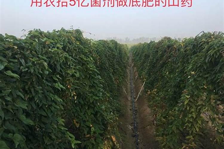 麻山药用高钾肥会早衰