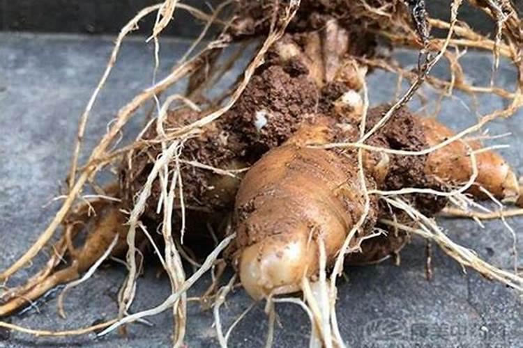 芸豆开花时,可以浇水和施肥吗？