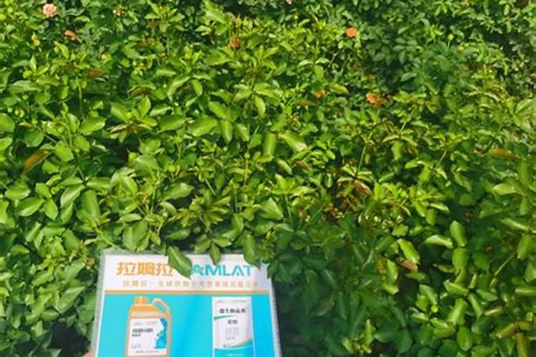乙烯对植物的作用