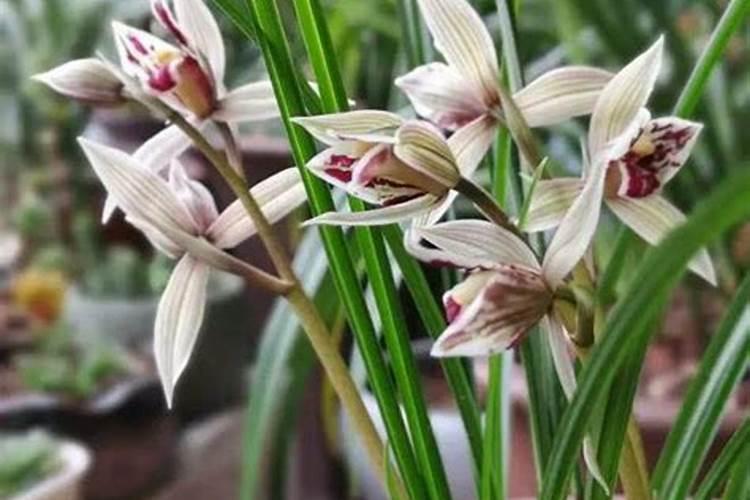 兰花喷什么叶面肥最好(兰花叶面肥喷施注意事项)