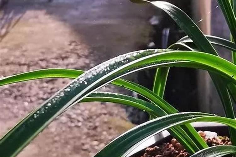 兰花开花时可以施肥吗