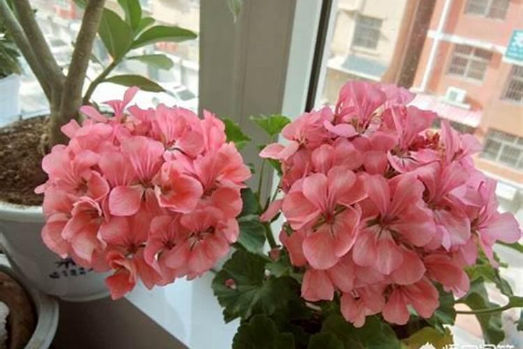 如何让花种子发芽生长