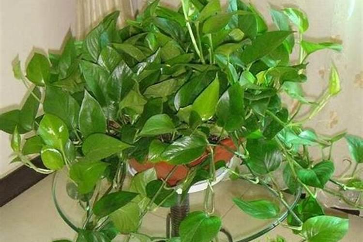 绿萝花水养怎样施肥 绿萝花水养怎样施肥