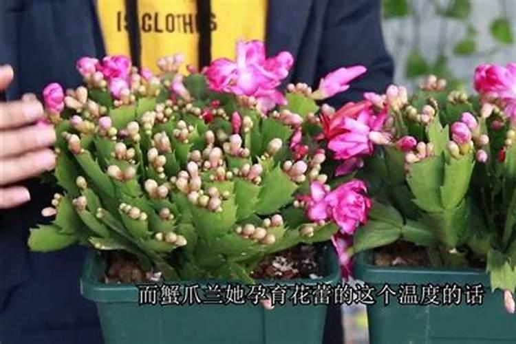 油桃怎么施肥又大又甜？油桃膨大剂哪个肥料好？油桃靓果上色膨大素用...