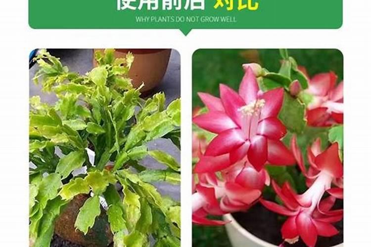 蟹爪兰用什么肥料最好