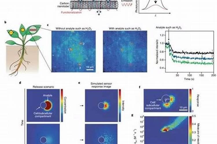 水稻硅肥含硅量是多少？
