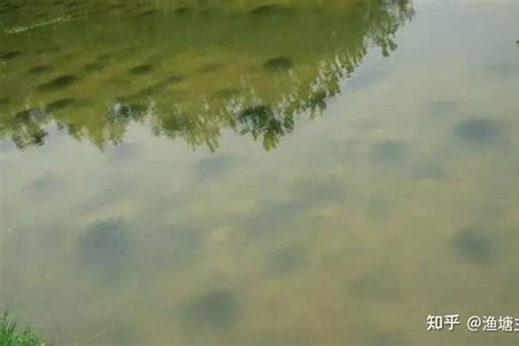 鱼缸水肥对鱼有影响吗