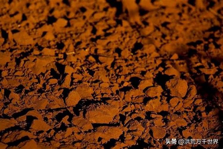 适合客厅养的大型植物有哪些