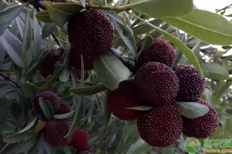 种植核桃的时候,想要高产施什么肥料比较好？