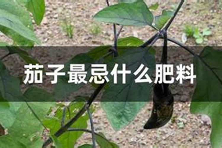 栽果树底肥用硫酸钾复合肥好还是磷酸钾复合肥好？