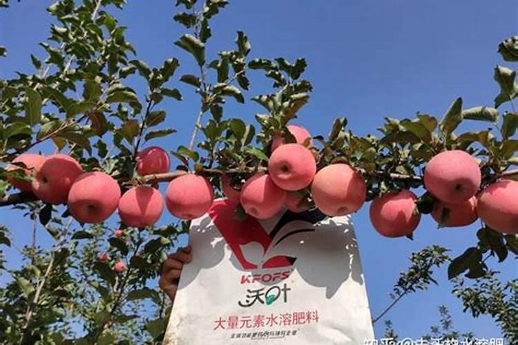 绣球花修剪后施什么肥