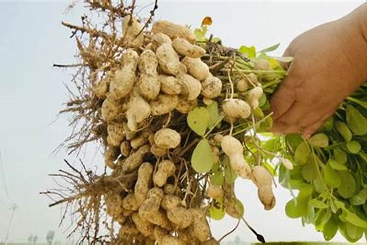 沙糖桔开花期可以喷除草剂吗？