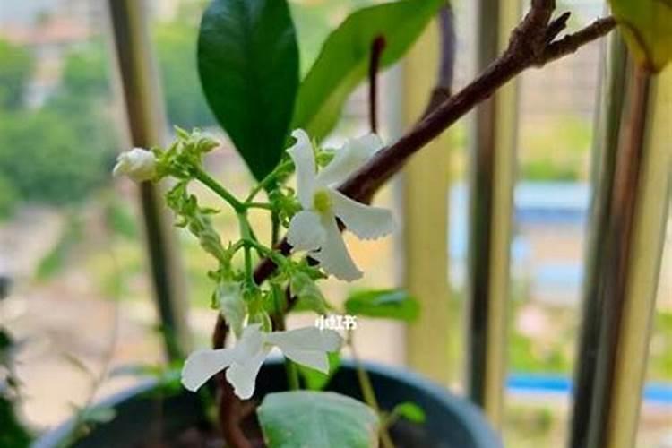风车茉莉怎么养才能更旺盛