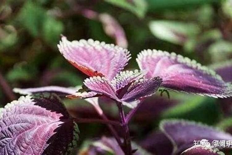 紫苏种植用肥