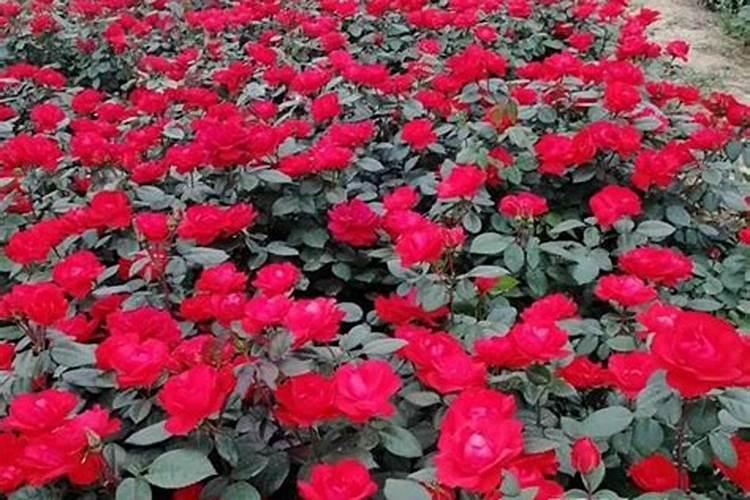 魔芋最怕三种肥料
