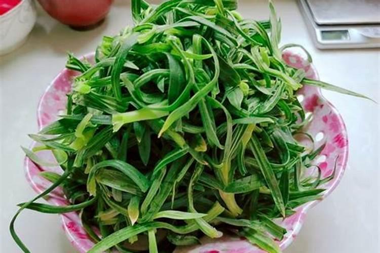 面条菜种植时间和方法